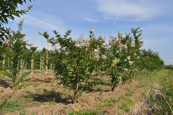 Lagerstroemia Natchez Mehrstämmig
