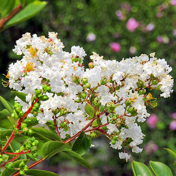 Lagerstroemia indica Nivea
 Lagerstroemia indica Nivea