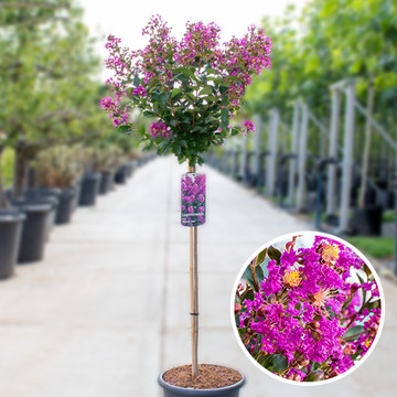 Lagerstroemia purple star Lagerstroemia purple star