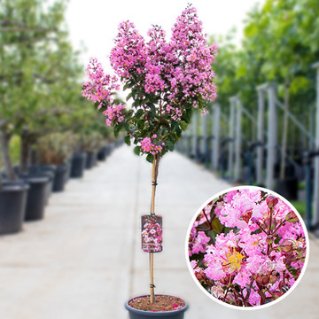 Lagerstroemia Rhapsody in Pink  Lagerstroemia Rhapsody in Pink