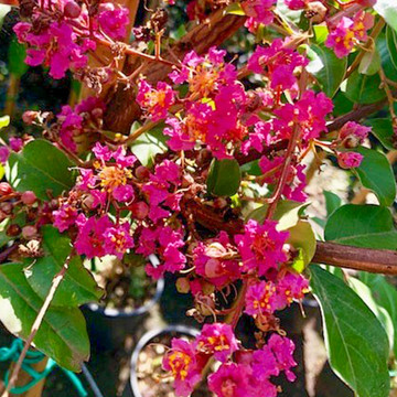 Lagerstroemia Rosea Nova Lagerstroemia Rosea Nova