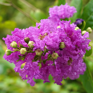 Lagerstroemia Viola Lagerstroemia Viola