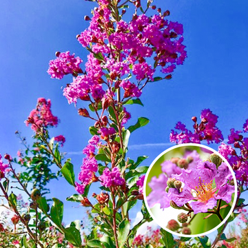 Lagerstroemia Violacea Lagerstroemia Violacea
