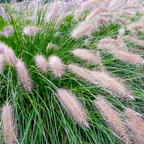 Lampenputzergras Hameln