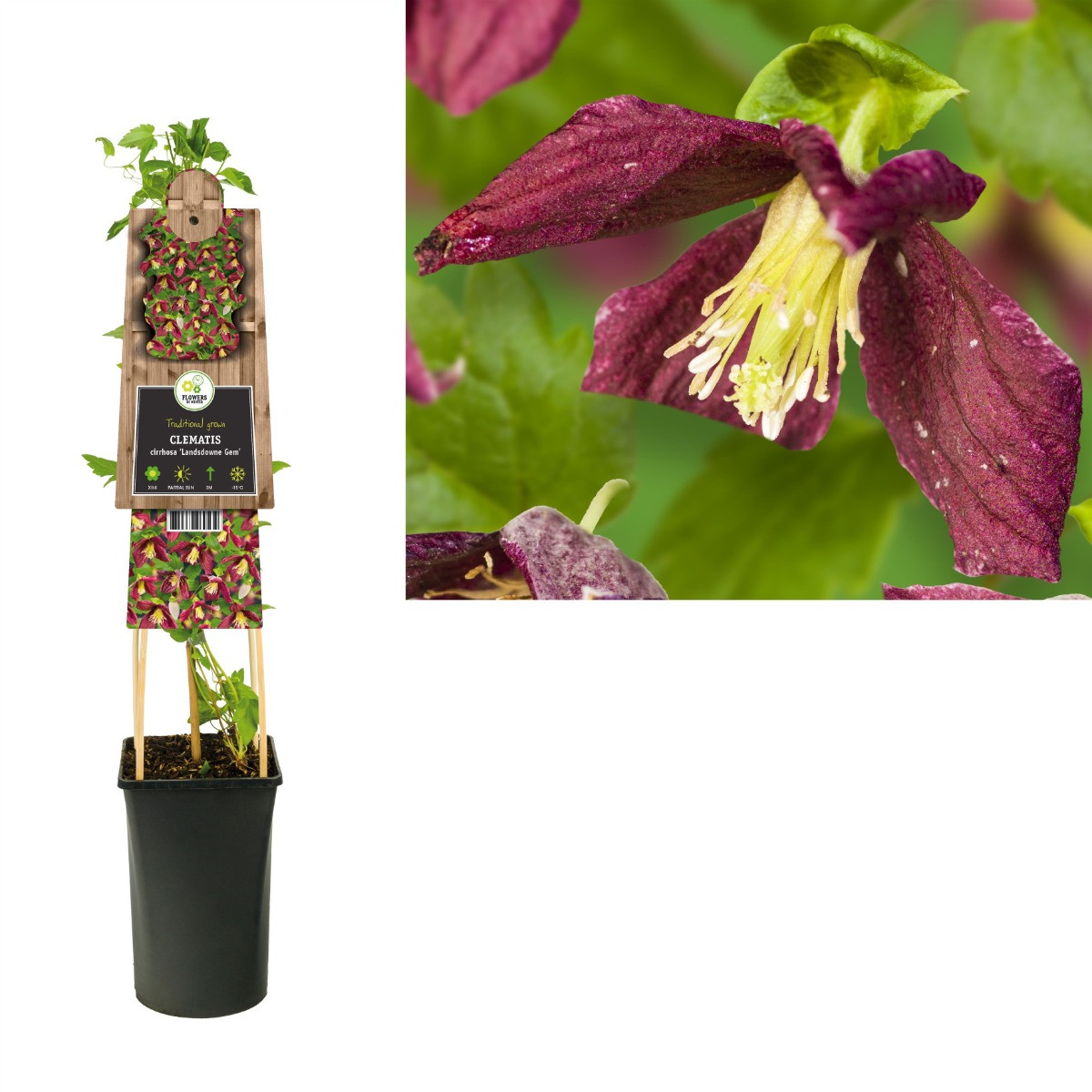 Clematis cirrhosa Landsdowne Gem 50-60 cm