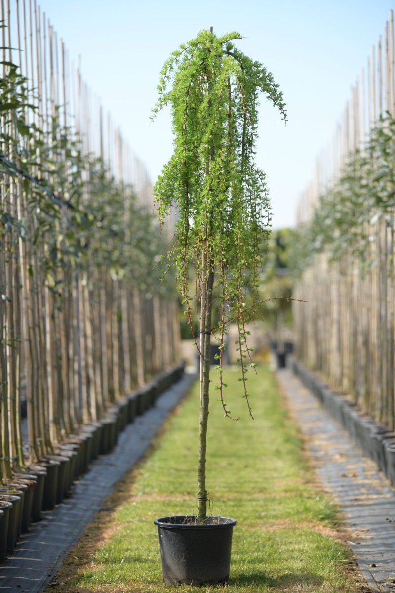 Larix kaempferi 'Stiff Weeper' 