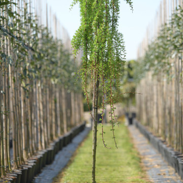 Larix kaempferi 'Stiff Weeper'  Larix kaempferi 'Stiff Weeper'
