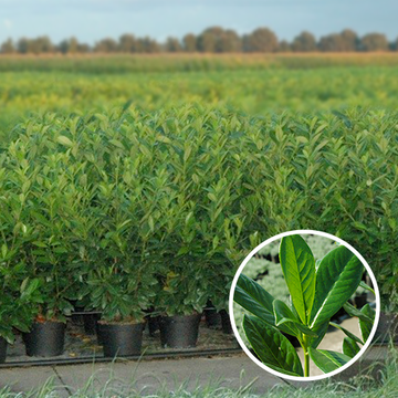 Laurier caucasica Laurier caucasica