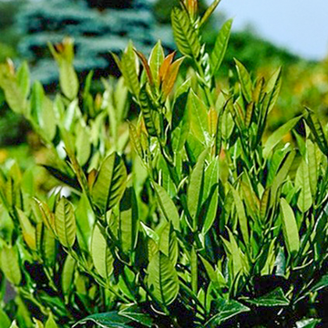 Laurier op stam 'Mano' Laurier op stam 'Mano'