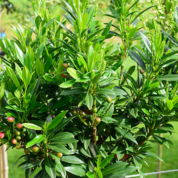 Laurierkers 'Gajo' Laurierkers 'Gajo'