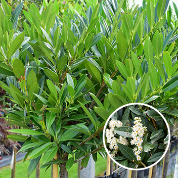 Laurierkers op stam 'Otto Luyken' Laurierkers op stam 'Otto Luyken'