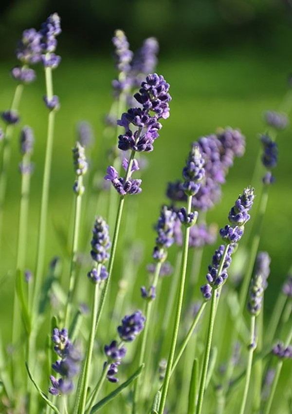 Lavendel ~ Lavandula angustifolio Dwarf Blue ~ Staudenpaket Romantisch