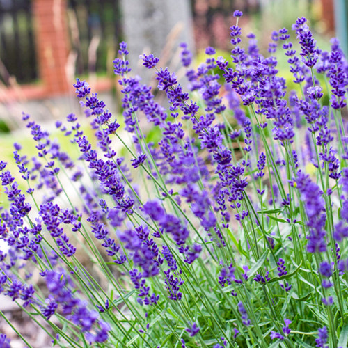 Lavendel Hidcote bodembedekker