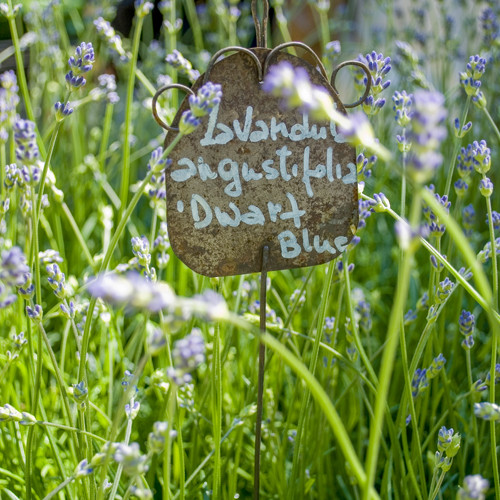 Lavendel Dwarf Blue bodembedekker