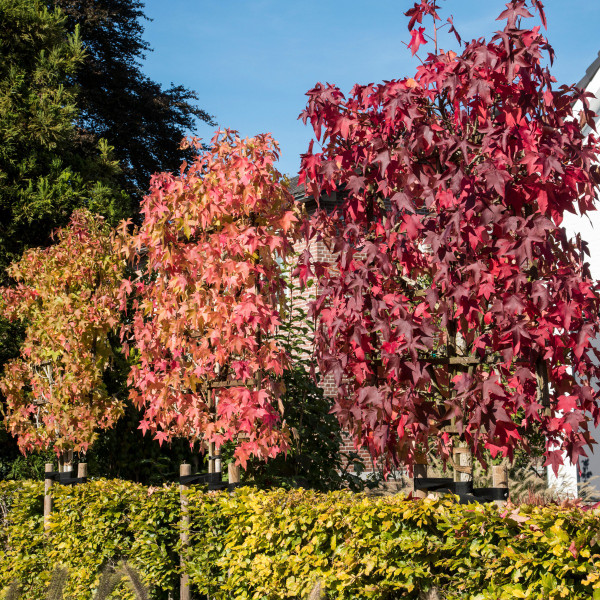 Amberbaum Spalier | Liquidambar styraciflua | Baumschuleonline.de
