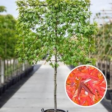 Amberbaum Spalier Halbstamm liquidamber
  Amberbaum Spalier Halbstamm liquidamber