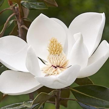 Magnolie Gallisoniensis Spalier Magnolie Gallisoniensis Spalier