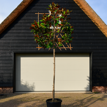 Lei Magnolia grandiflora 8-10 1.80 Lei Magnolia grandiflora 8-10 1.80
