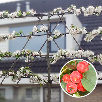 Lei Sierappel Lei Sierappel