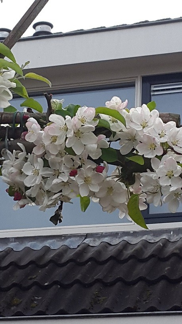 Zierapfel Close up