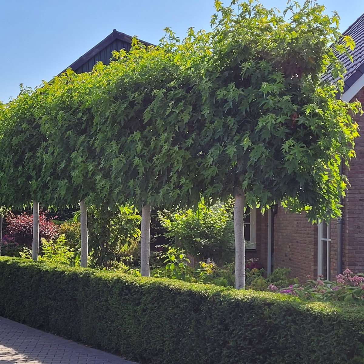 Amberbaum Spalier
