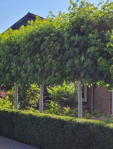 Amberbaum Spalier