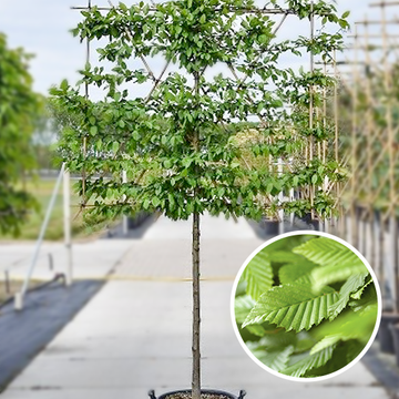 Hainbuche Spalier Halbstamm carpinus belutus  Hainbuche Spalier Halbstamm carpinus belutus