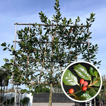 Leiboom Ilex ‘Nellie R. Stevens’ Leiboom Ilex ‘Nellie R. Stevens’