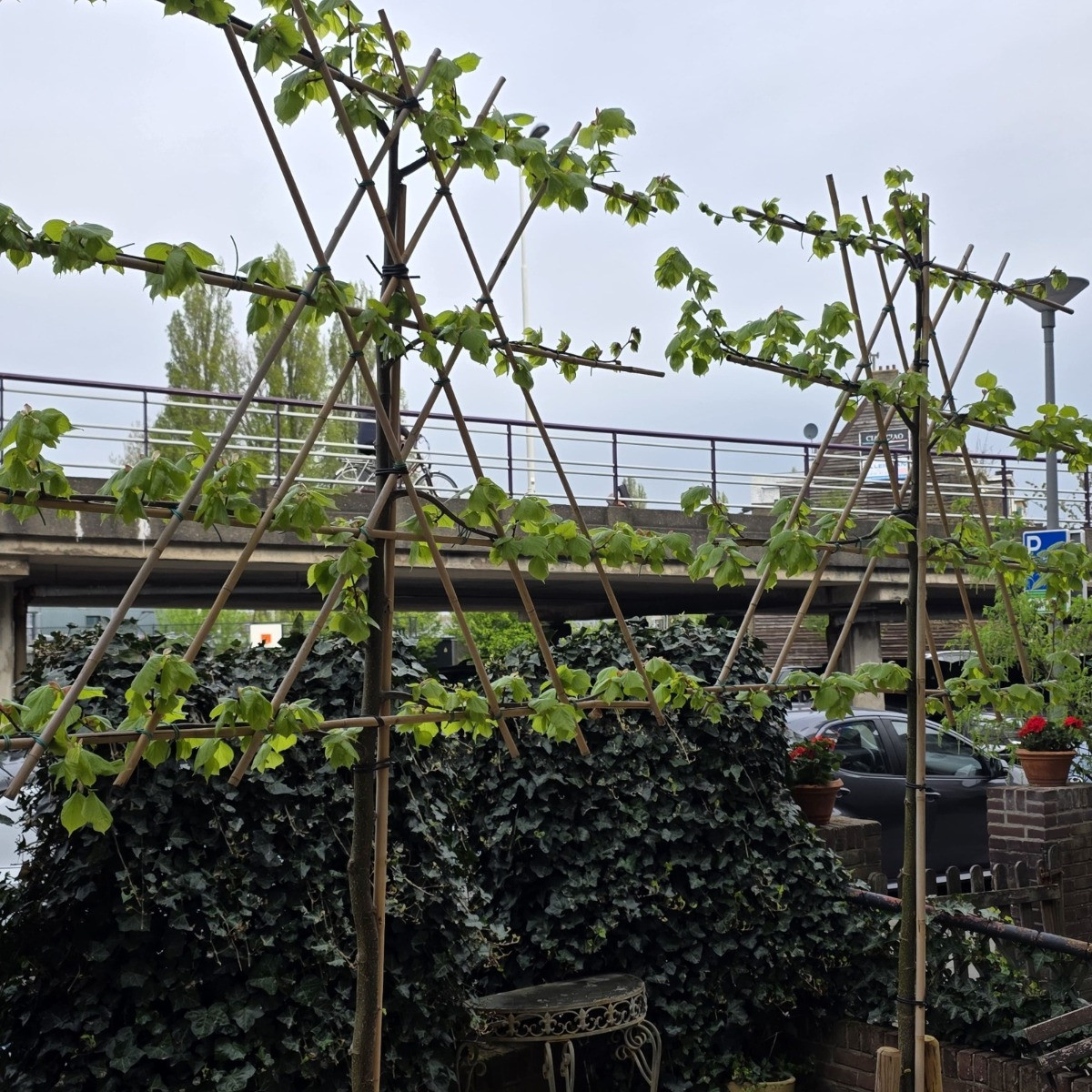 Nieuw aangeplante Leilinden. Voorjaar / Zomer