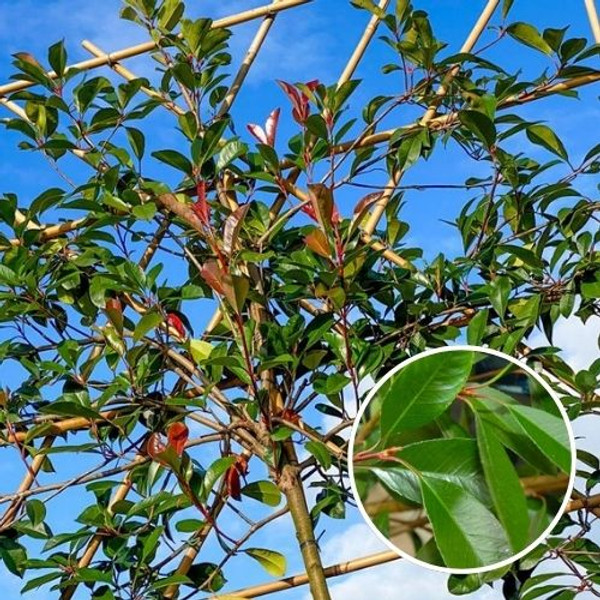 Glanzmispel Spalier | Photinia Red Robin | Baumschuleonline