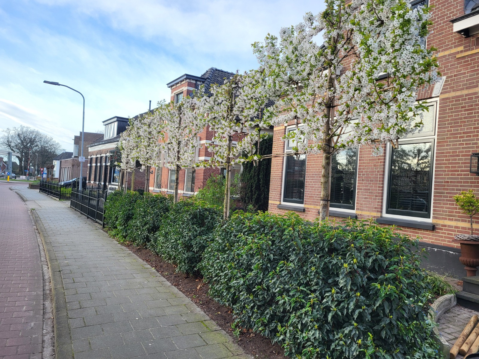 Zierbirne spalier