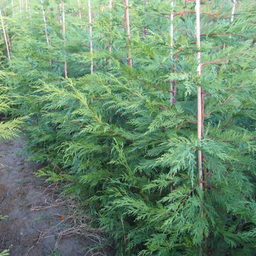 Leylandii haagconifeer Leylandii haagconifeer
