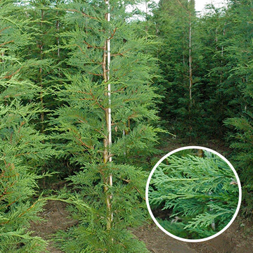 Leylandii Leylandii
