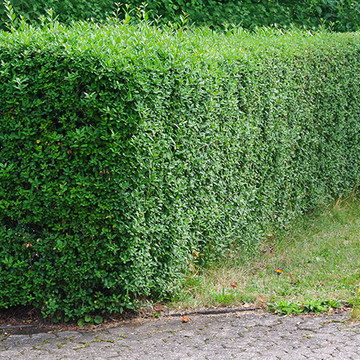 ovalblättriger liguster
 ovalblättriger liguster