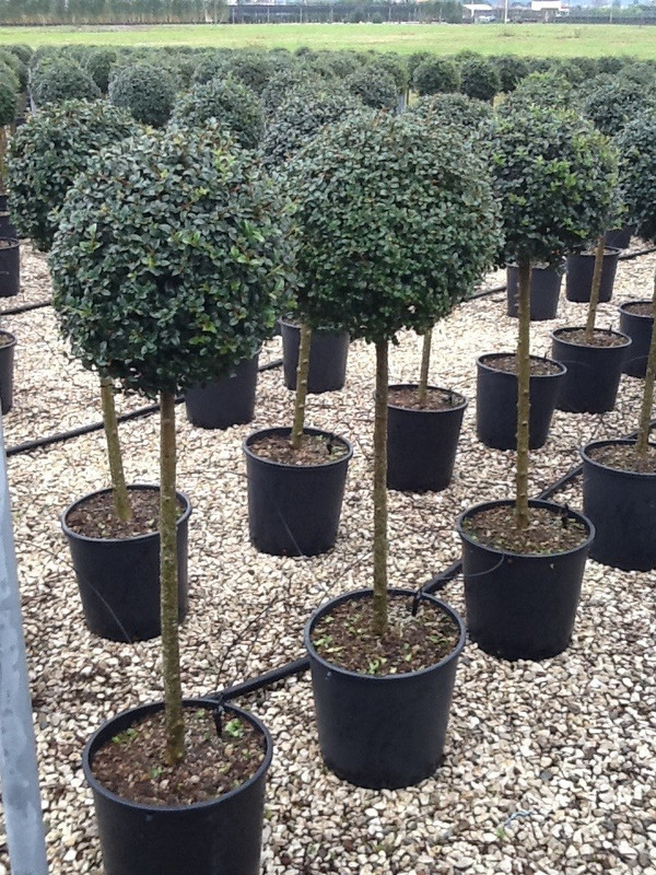 Liguster Kugel | Ligustrum Jonandrum | Baumschuleonline.de