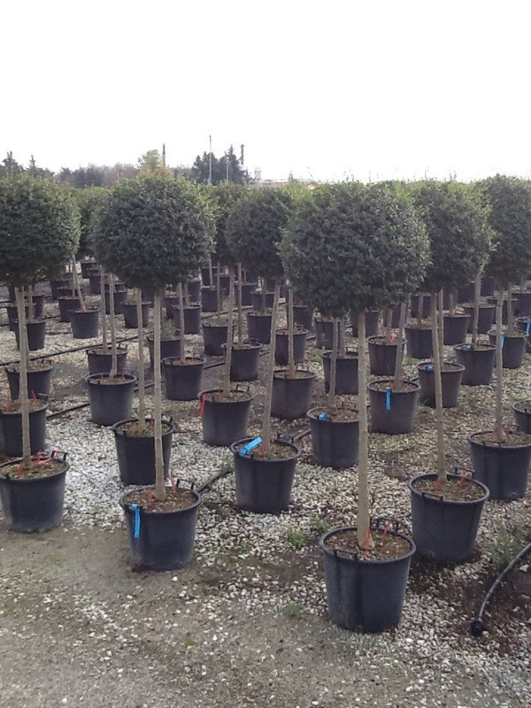 Liguster Kugel | Ligustrum Jonandrum | Baumschuleonline.de