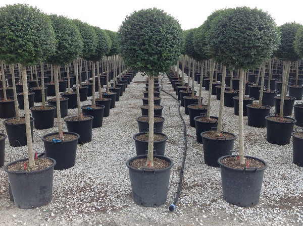 Liguster Kugel | Ligustrum Jonandrum | Baumschuleonline.de