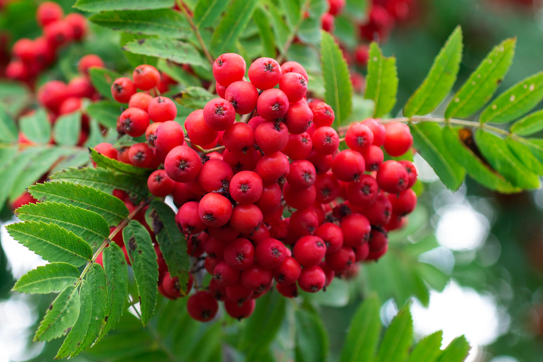 Sorbus Aucuparia - Lijsterbes - haag