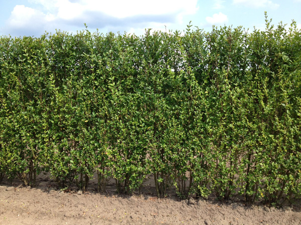 Ovalblttriger Liguster Fertighecke | Ligustrum| Baumschuleonline.de