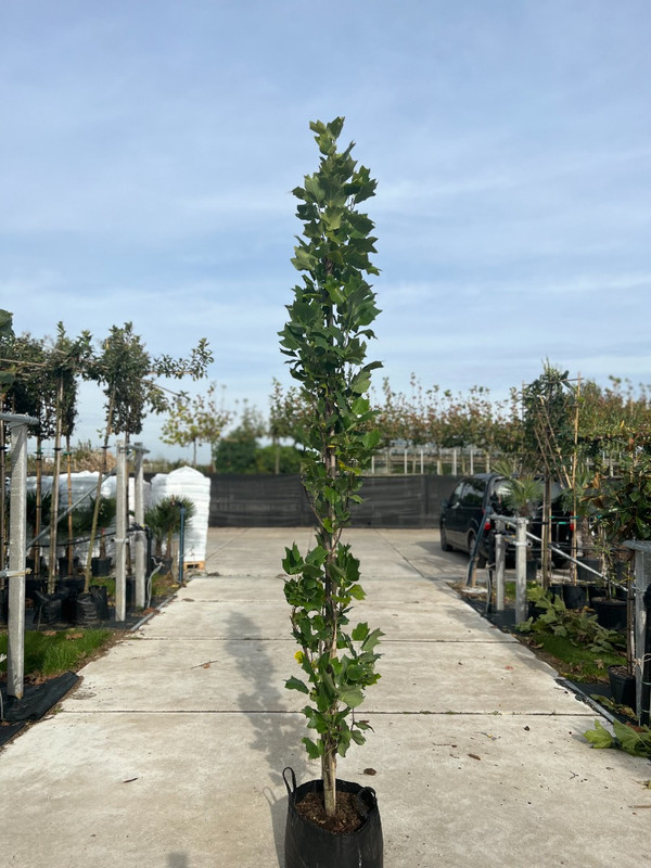 Liriodendron tulipifera Fastigiata kaufen| Baumschuleonline.de