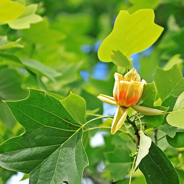 Liriodendron blad met bloem Liriodendron blad met bloem