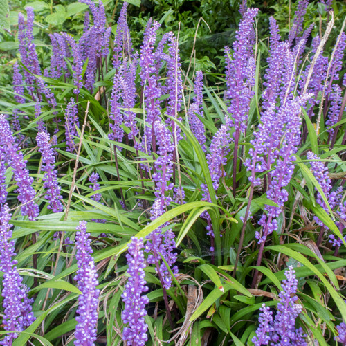 Liriope muscari Big Blue