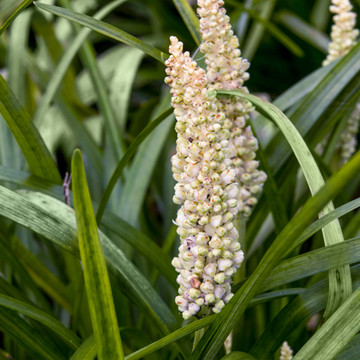 Liriope muscari Monroe White Liriope muscari Monroe White
