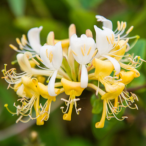 Lonicera henryi Copper Beauty