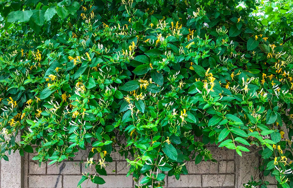 BALDUR-Nederland 3x Groenblijvende Kamperfoelie 'Henry', plant