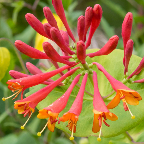 Lonicera Dropmore Scarlet