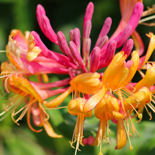 Lonicera heckrottii Goldflame