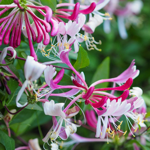 Lonicera japonica Red World