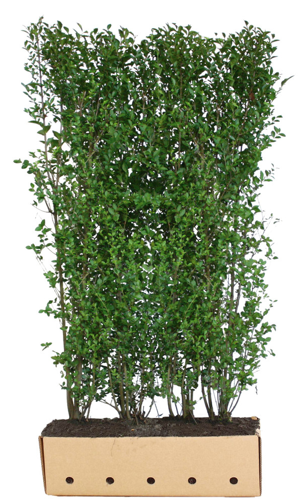 Ovalblttriger Liguster Fertighecke | Ligustrum| Baumschuleonline.de