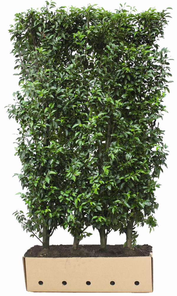 Portugiesischer Kirschlorbeer Fertighecke | Prunus Angustifolia |  Baumschuleonline